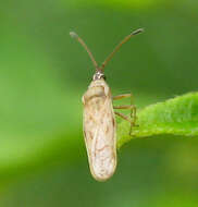 Image of Plerochila australis (Distant 1904)