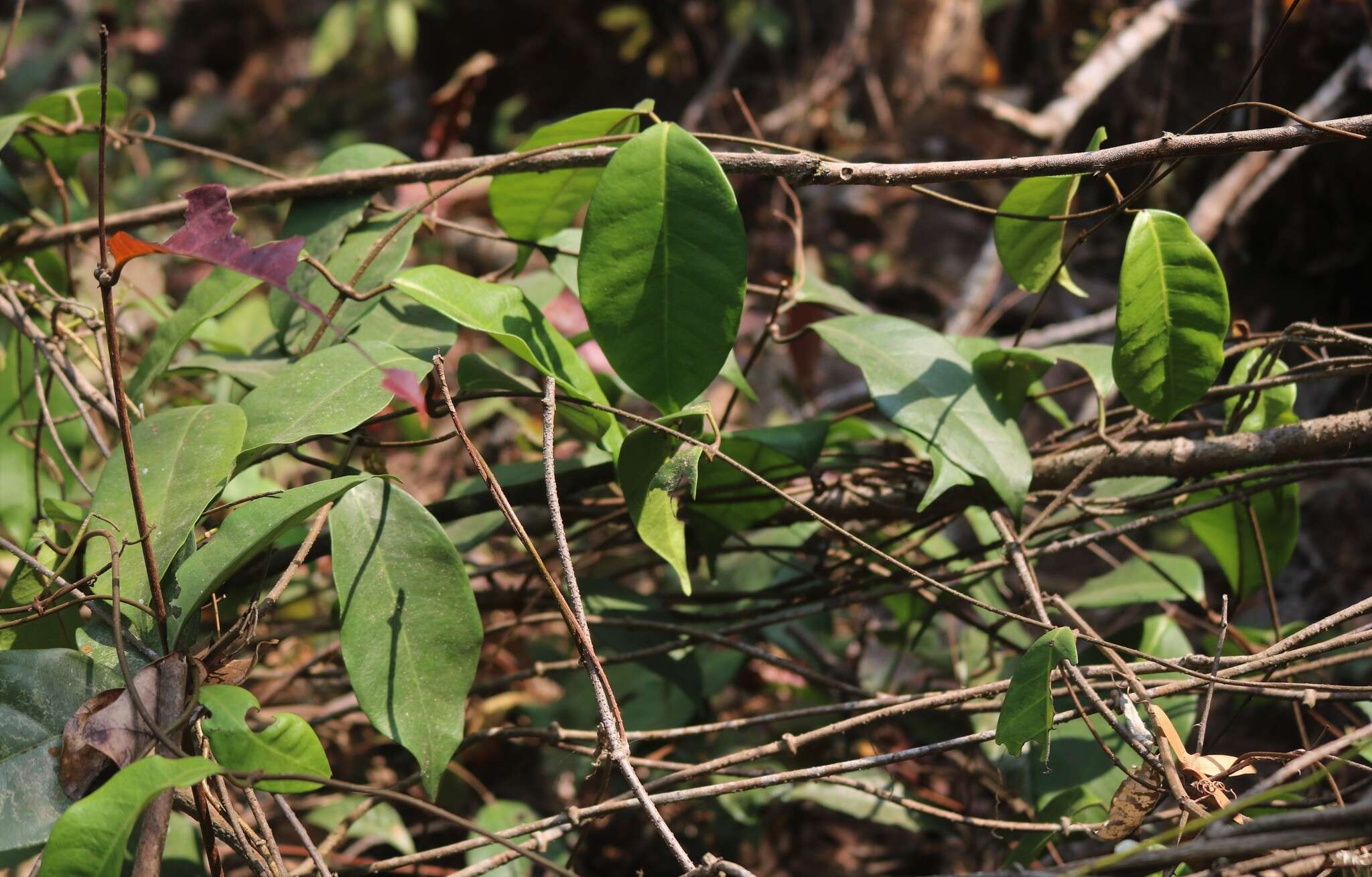 صورة Genianthus laurifolius (Roxb.) Hook. fil.