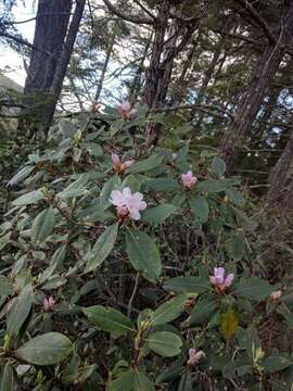 صورة Rhododendron carolinianum Rehder