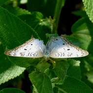 Image of <i>Anartia <i>jatrophae</i></i> jatrophae