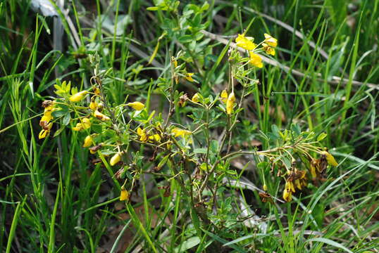 Image de Cytisus emeriflorus Rchb.