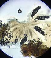 Image of Podospora myriospora (P. Crouan & H. Crouan) Niessl 1883