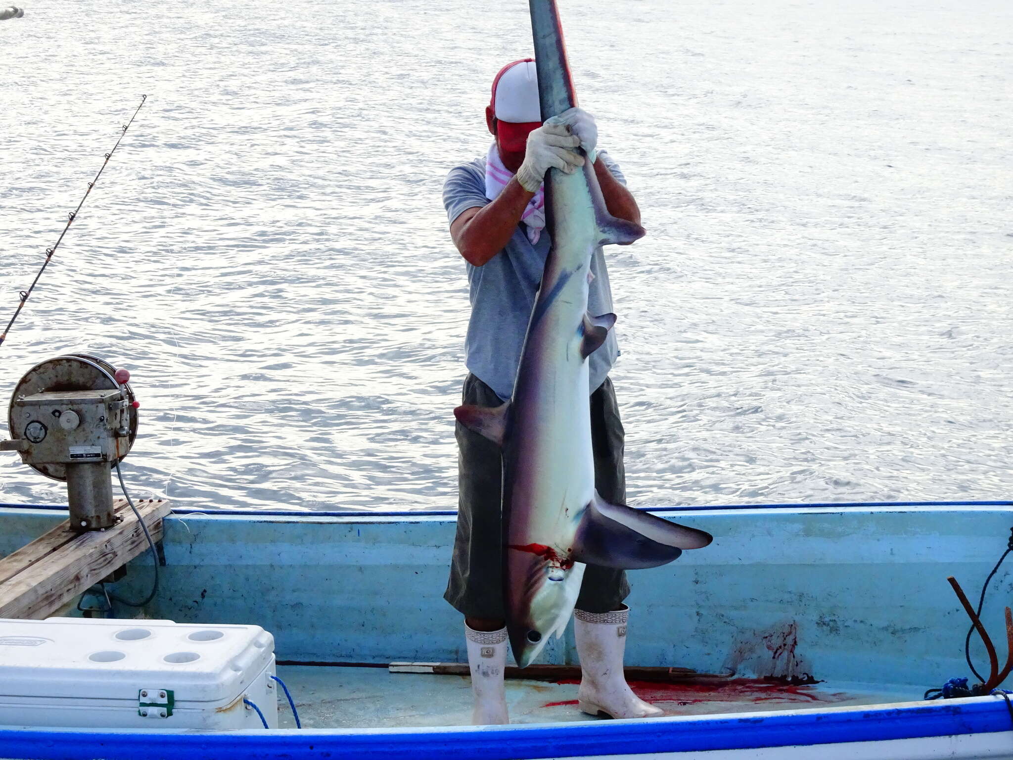 Image of thresher sharks