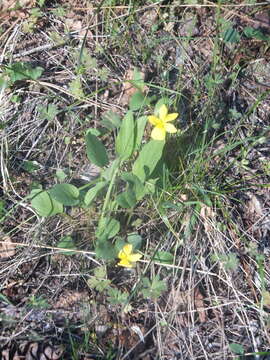 Image de Viola vallicola A. Nelson