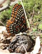 Image of Baltimore Checkerspot