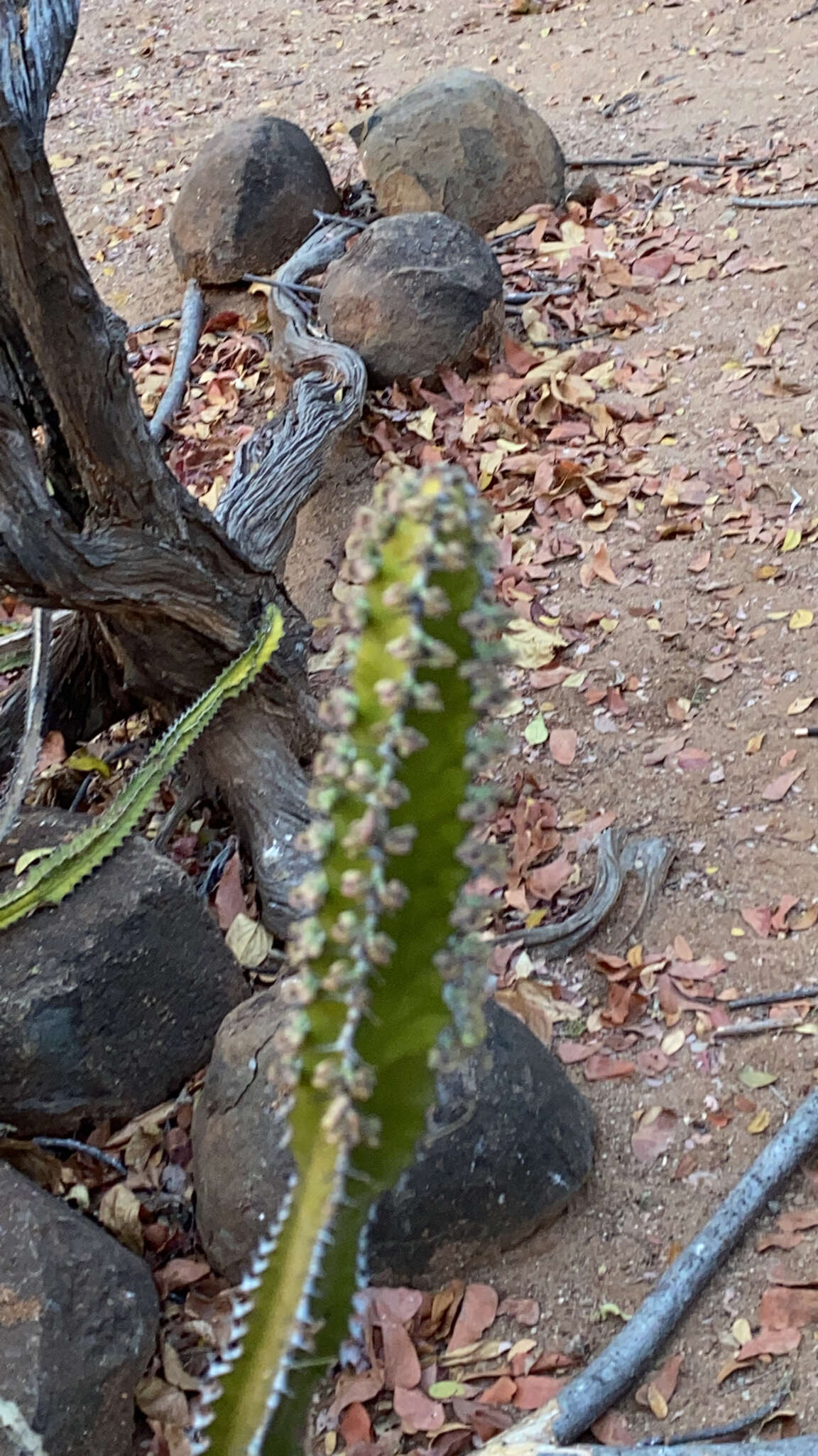 Image of Euphorbia griseola Pax