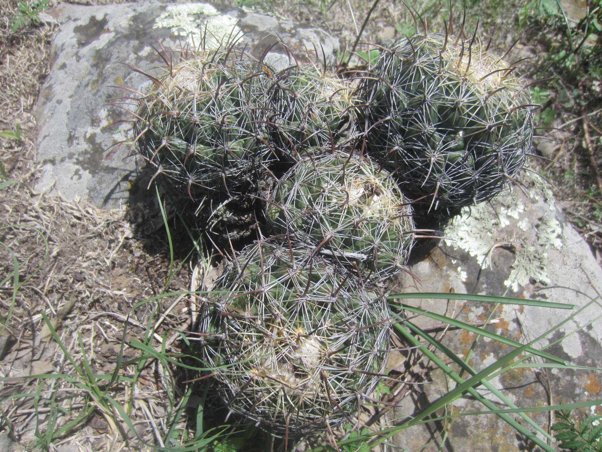 Image of Chihuahuan Foxtail Cactus