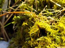 Image of helodium moss