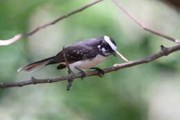 Image of White-browed Fantail