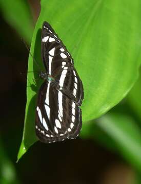 Image of Neptis leucoporus cresina