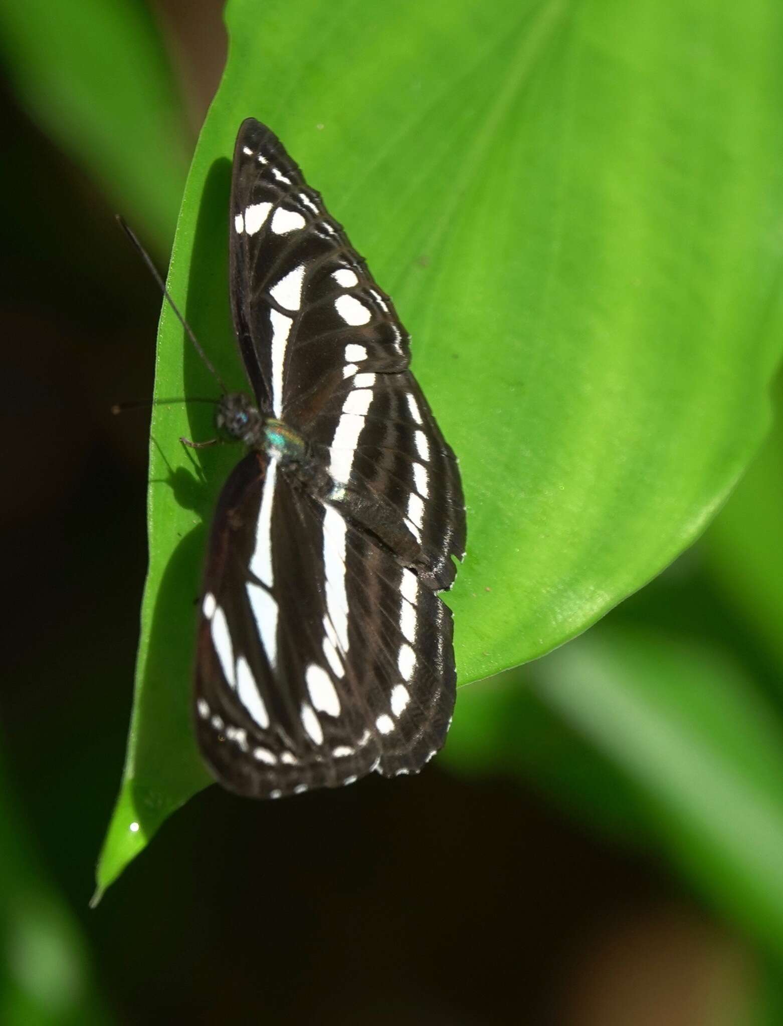 Image of Neptis leucoporus cresina