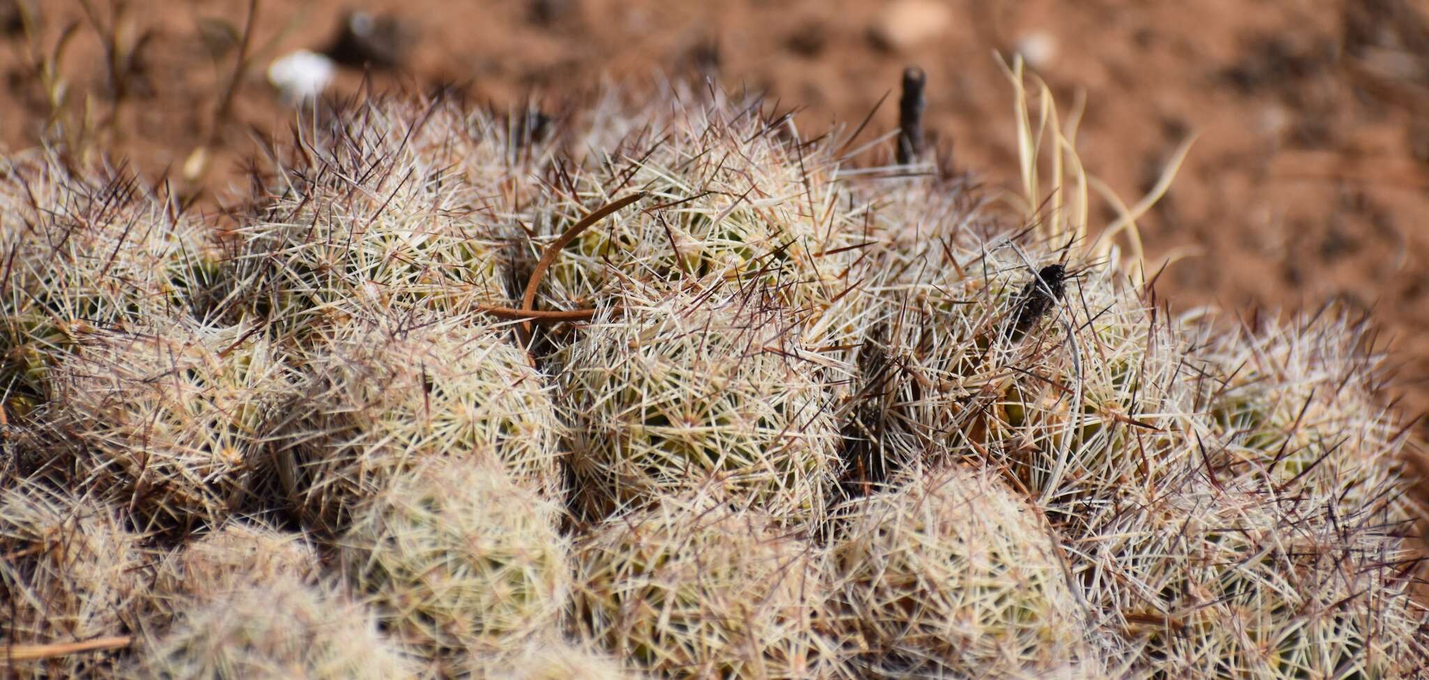 Image of Pincushion Cactus