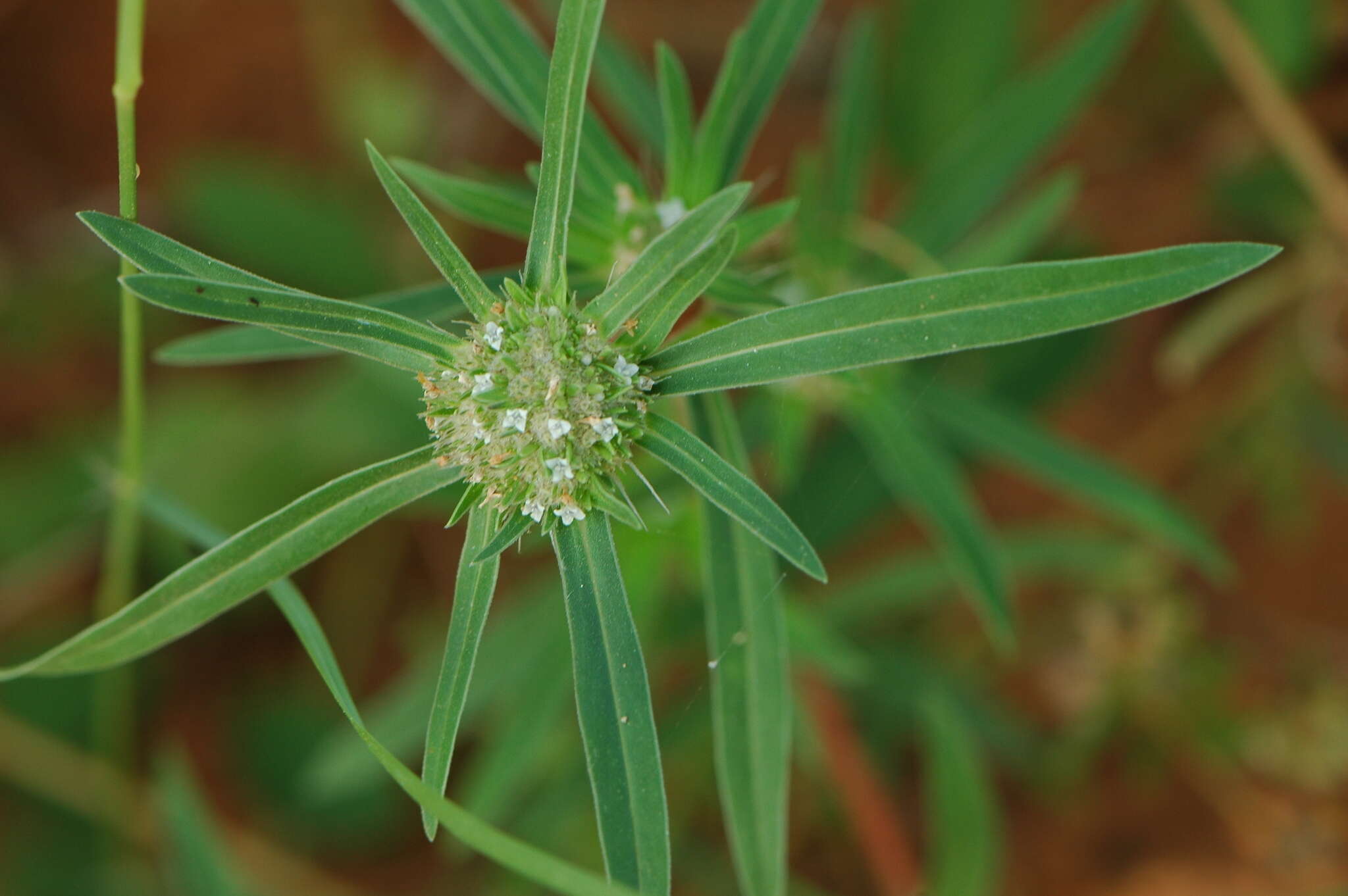 Image of Spermacoce chaetocephala DC.