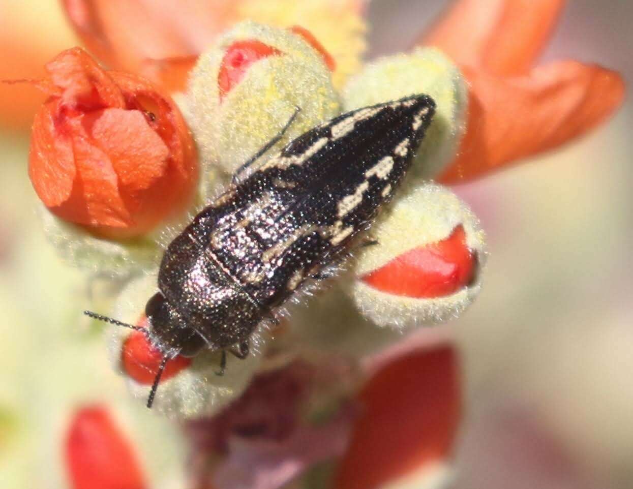 Image de Acmaeodera cuneata Fall 1899