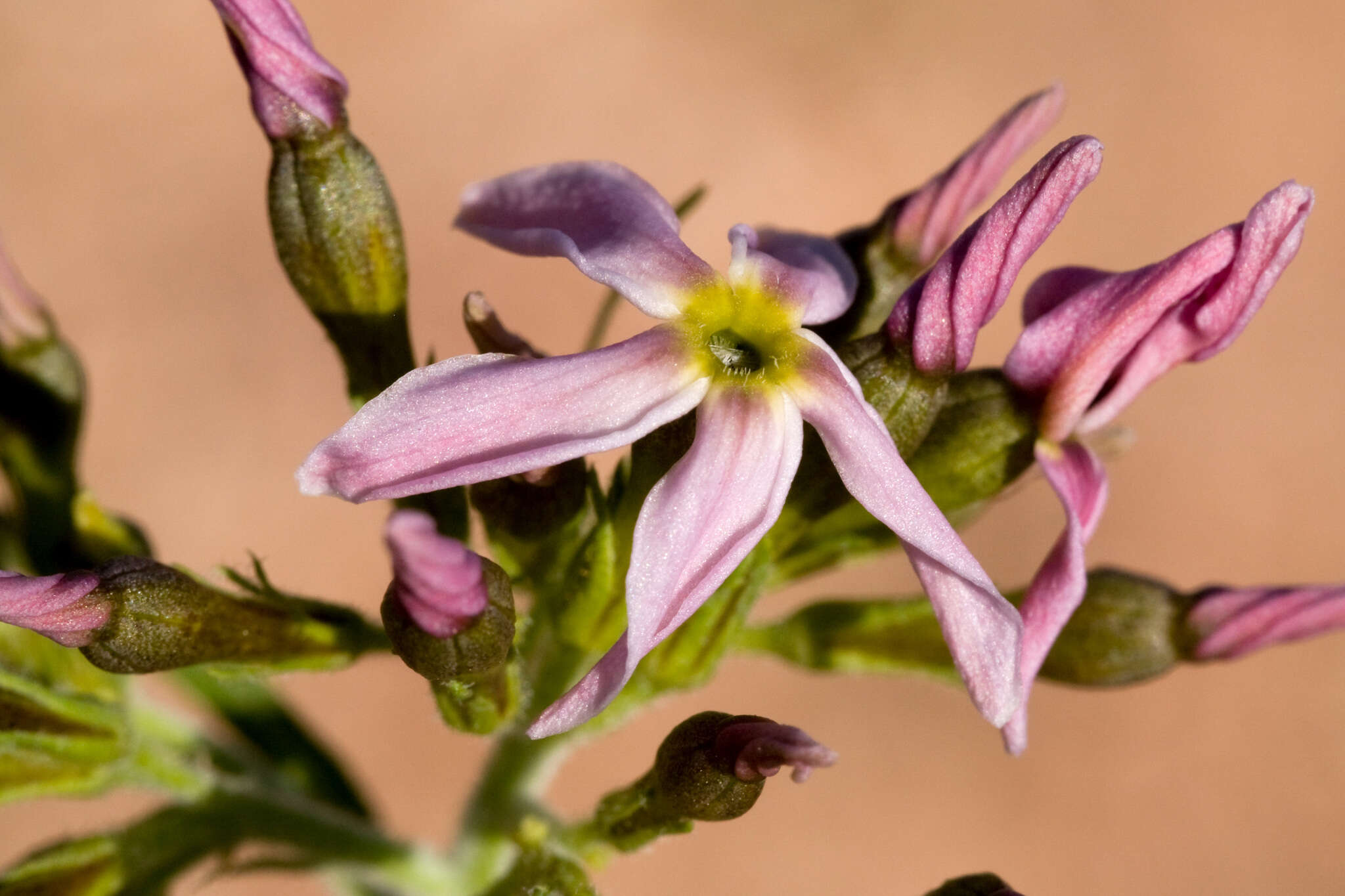 Imagem de Amsonia arenaria Standl.