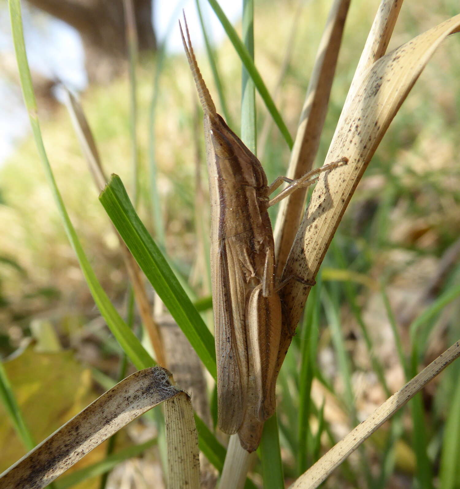 Platypternodes brevipes (Stål 1876)的圖片