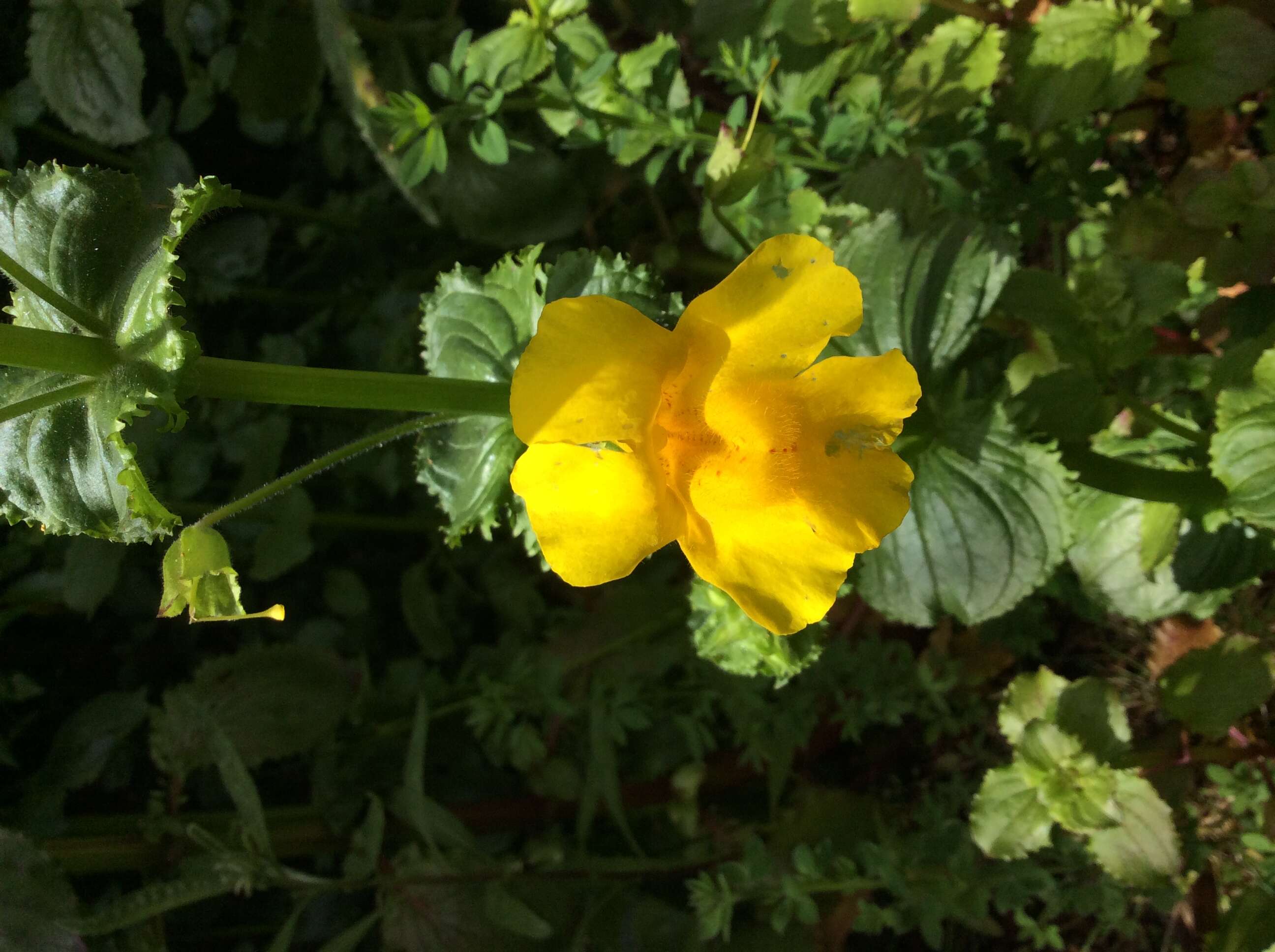 Image of Erythranthe guttata (DC.) G. L. Nesom