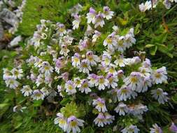 Image of Euphrasia pulchella