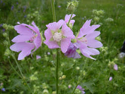 Image of Malva thuringiaca (L.) Vis.