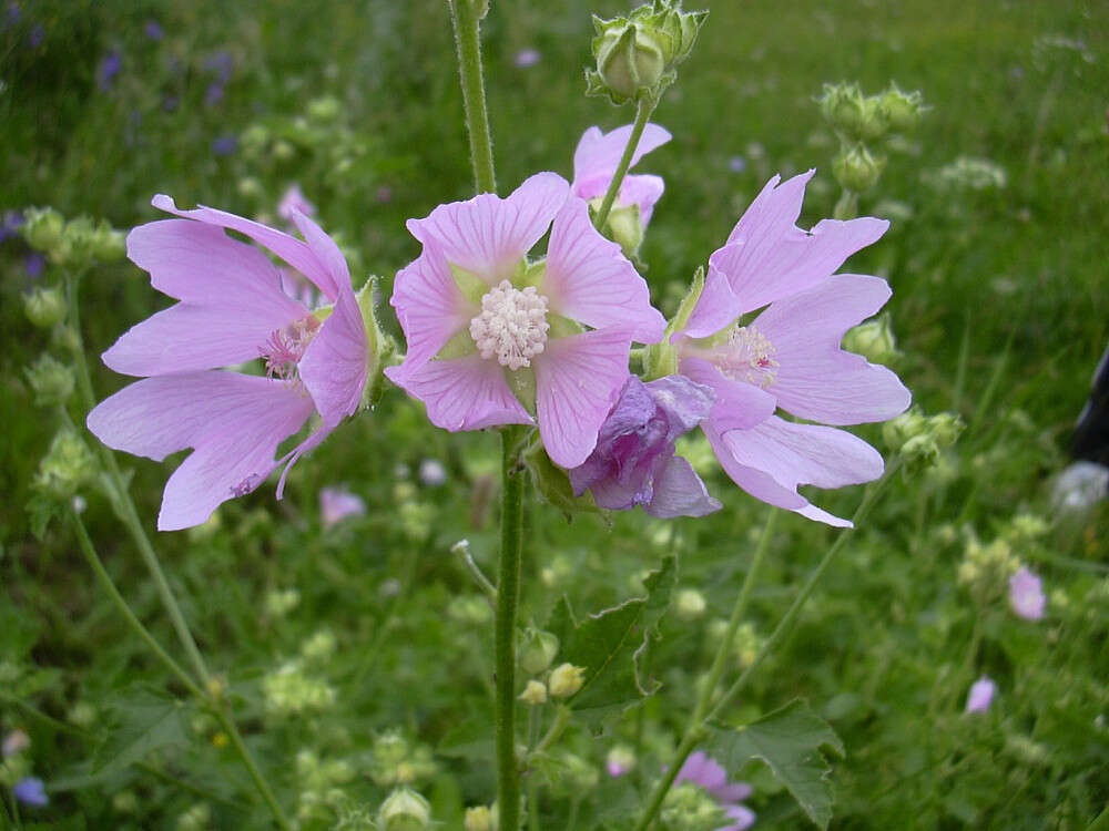 Image of Malva thuringiaca (L.) Vis.