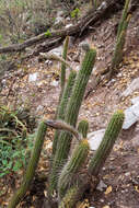 Image of Echinopsis quadratiumbonata (F. Ritter) D. R. Hunt