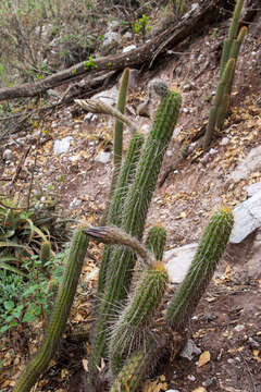 Echinopsis quadratiumbonata (F. Ritter) D. R. Hunt resmi