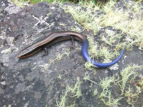 Image of Oak Forest Skink