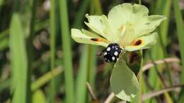 Image of African lily