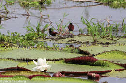 Image of Wattled Jacana