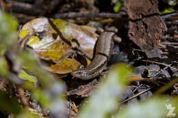 Image of Southern Skink