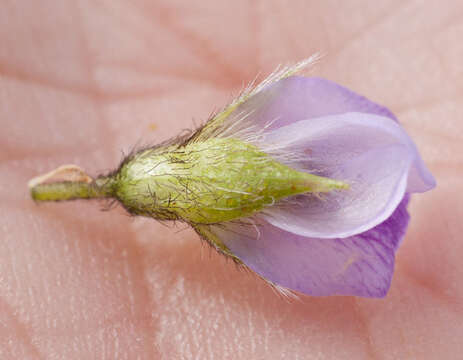 Image of Otholobium obliquum (E. Mey.) C. H. Stirt.