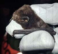 Image of Pied bats; Wattled bats.