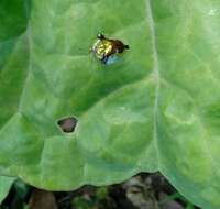 Слика од Deloyala cruciata (Linnaeus 1758)