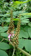 Sivun Indigofera suffruticosa Mill. kuva