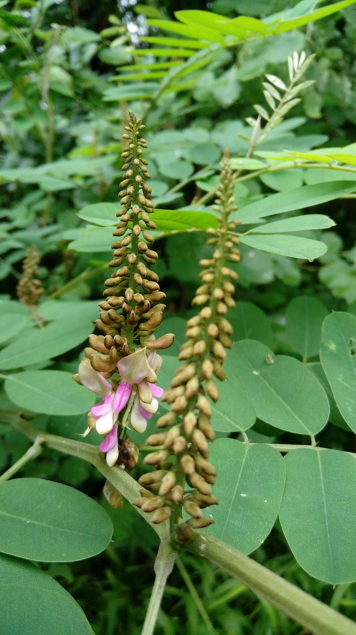 Imagem de Indigofera suffruticosa Mill.