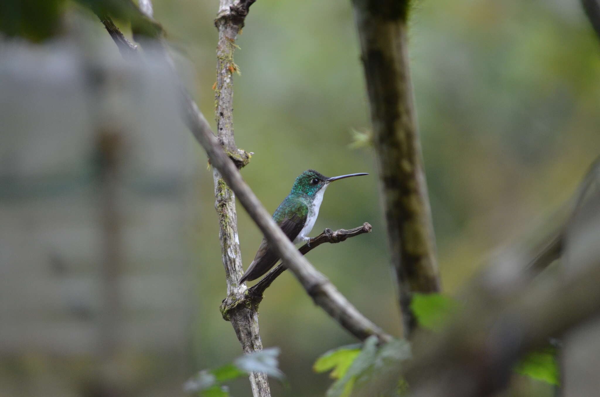 Image of Andean Emerald