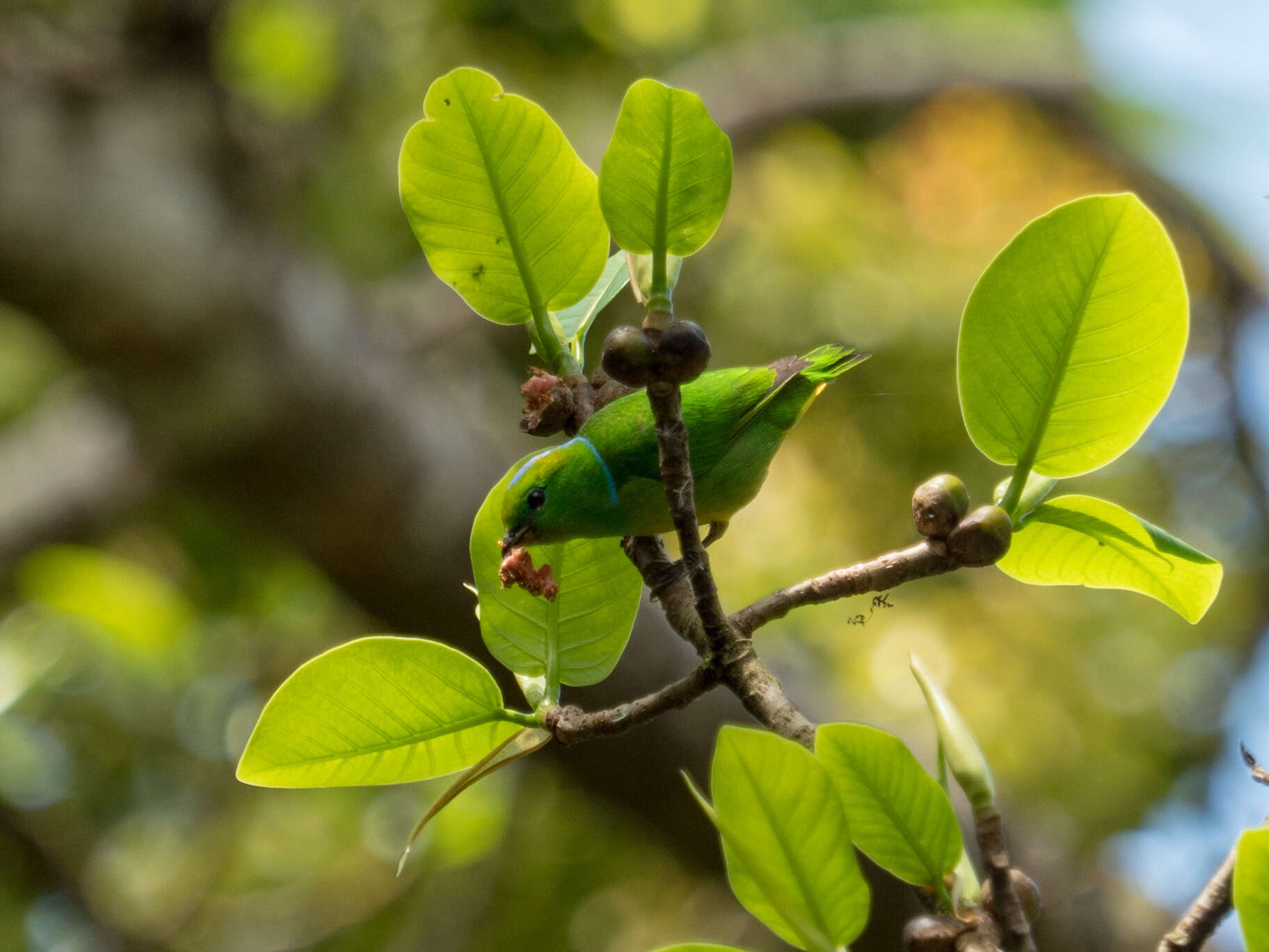 Image of Golden-browed Chlorophonia