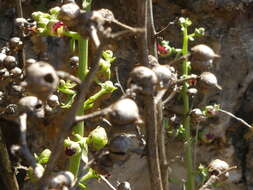 Imagem de Scrophularia lucida L.