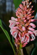 Image of Alpinia ilanensis S. C. Liu & J. C. Wang