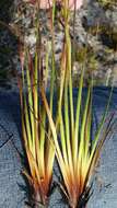 Image of Elliott's Yellow-Eyed-Grass