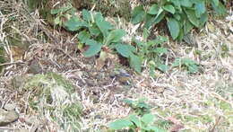 Image of White-browed Bush Robin