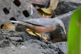 Image of Chestnut-tailed Starling