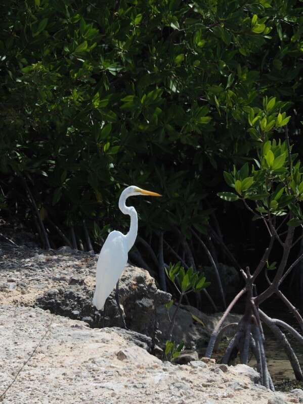 Image of Ardea alba egretta Gmelin & JF 1789