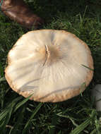 Image of Green-spored parasol