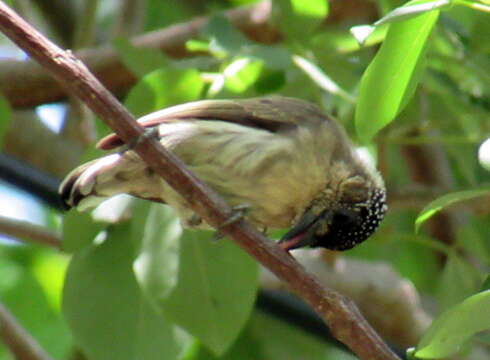 Image of Olivaceous Piculet