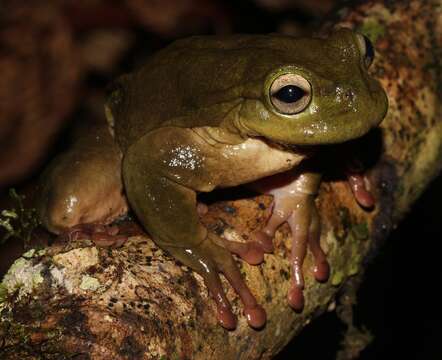 Image of Plectrohyla exquisita McCranie & Wilson 1998