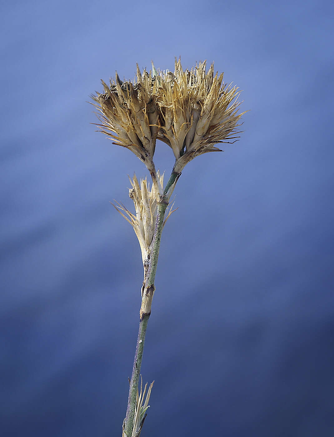 Image of Dianthus pseudarmeria M. Bieb.