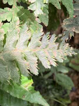 Cephalomanes javanicum var. asplenioides (C. Presl) K. Iwats.的圖片