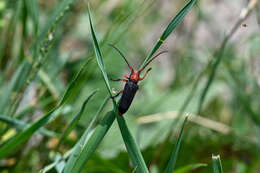 Слика од Phytoecia (Musaria) puncticollis Faldermann 1837