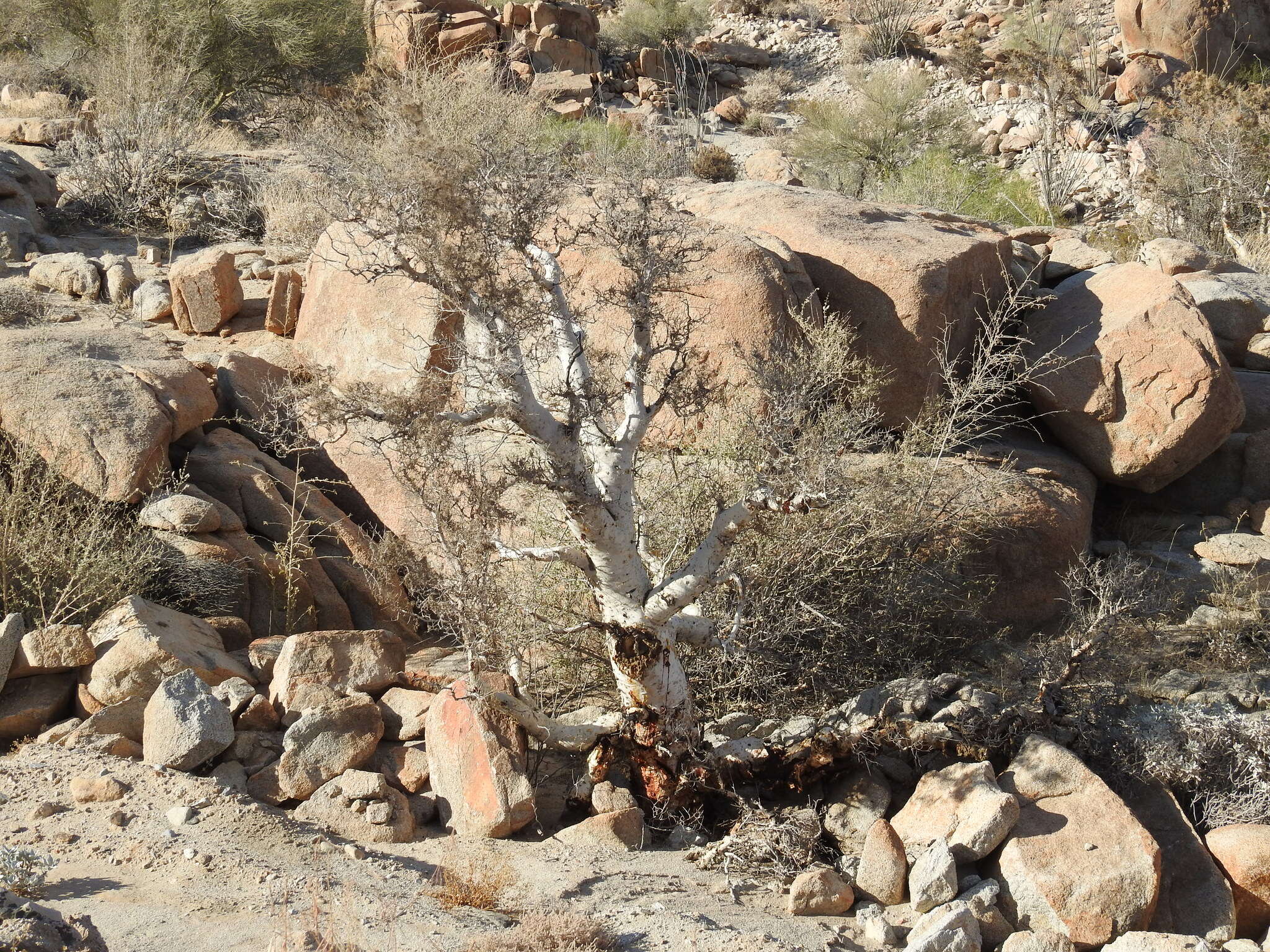 Image of elephant tree